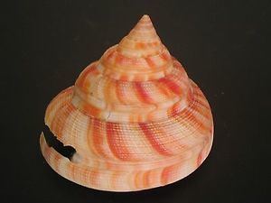 Pleurotomaria Pleurotomaria Shells eBay