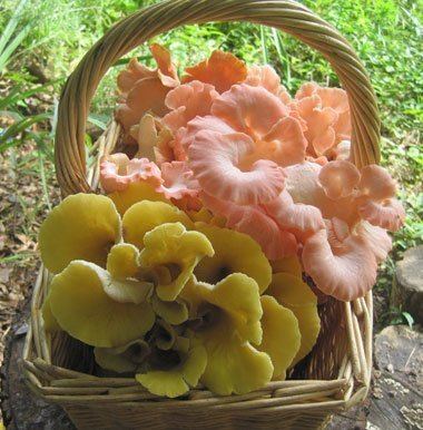 Pleurotus citrinopileatus Oyster quotGoldenquot Pleurotus citrinopileatus Mushroom Mountain