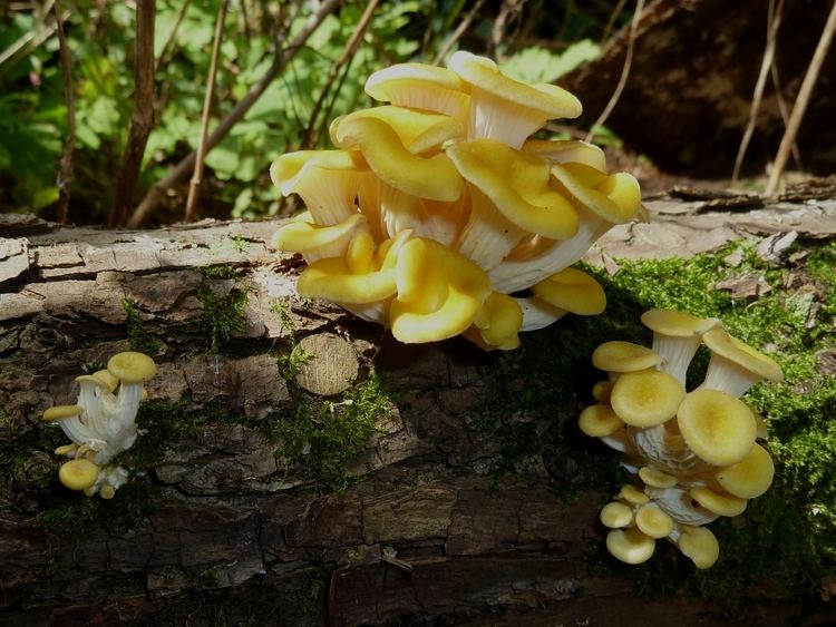 Pleurotus citrinopileatus FilePleurotus citrinopileatus at Chatama39s homejpg Wikimedia Commons