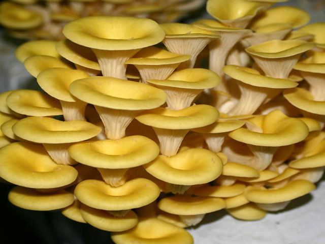 Pleurotus citrinopileatus Pleurotus Citrinopileatus Aromas e Boletos