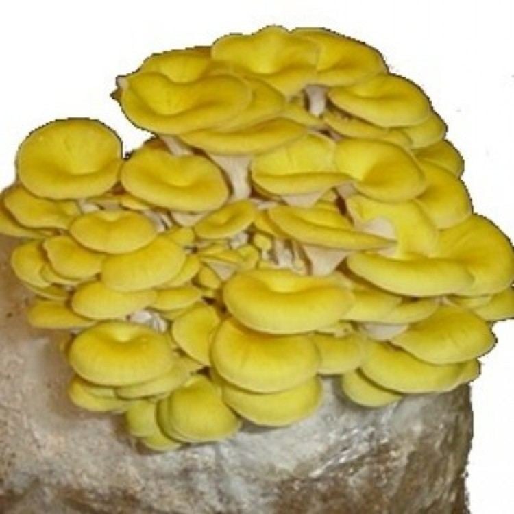 Pleurotus citrinopileatus OYSTER GOLDEN PLEUROTUS CITRINOPILEATUS