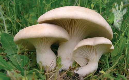 Pleurotus eryngii Mushroomers ClubPleurotus ferulae VDE1 the tastiest oyster mushroom
