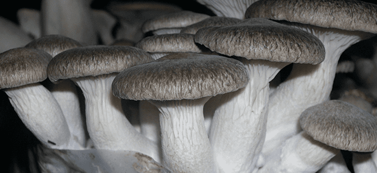 Pleurotus eryngii Gurelan Mycelium King Oyster Mushroom Pleurotus Eryngii