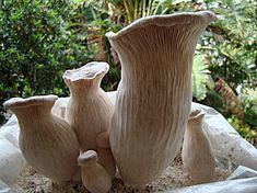 Pleurotus nebrodensis httpsuploadwikimediaorgwikipediacommonsthu