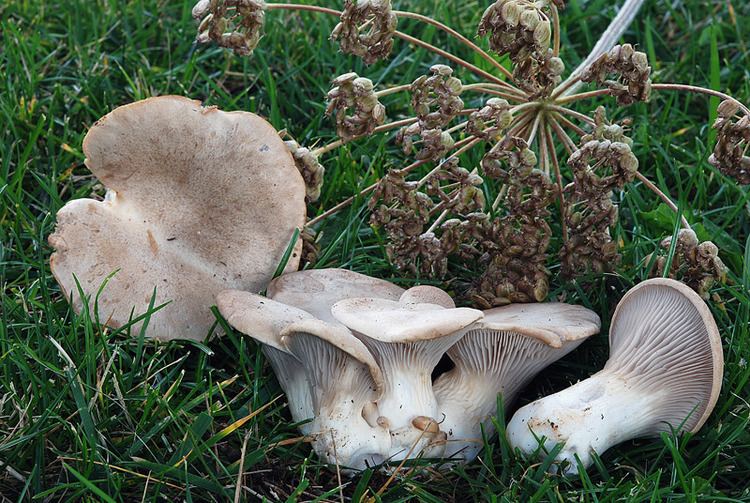 Pleurotus nebrodensis Nebrodensis per l39 habitat di fruttificazione anche se non