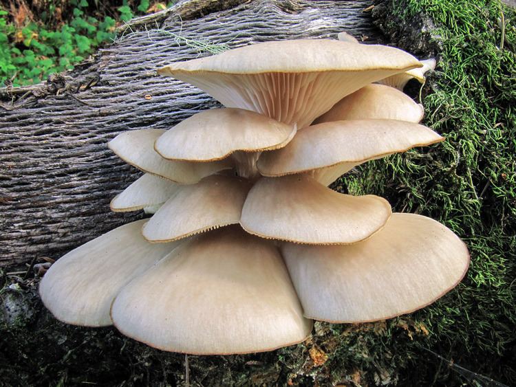 Pleurotus ostreatus California Fungi Pleurotus ostreatus