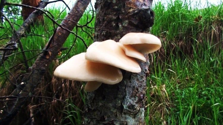 Pleurotus populinus Oyster Mushroom Hunting Identification Cooking How to find Aspen