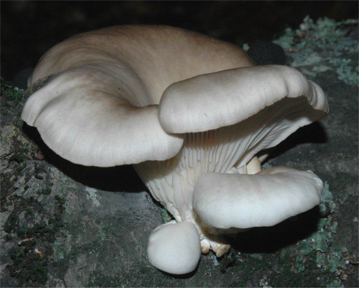Pleurotus pulmonarius Mushroom Way Pleurotus pulmonarius Phoenix Oyster