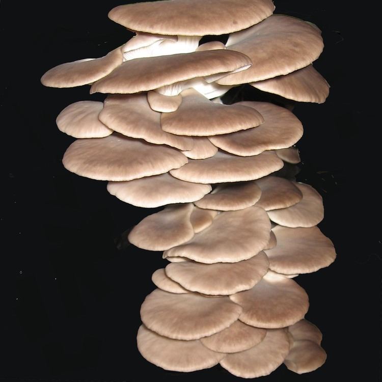 Pleurotus pulmonarius Mycelia M 2204 Pleurotus pulmonarius summer oyster mushroom