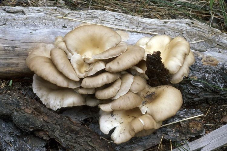 Pleurotus pulmonarius Pleurotus pulmonarius