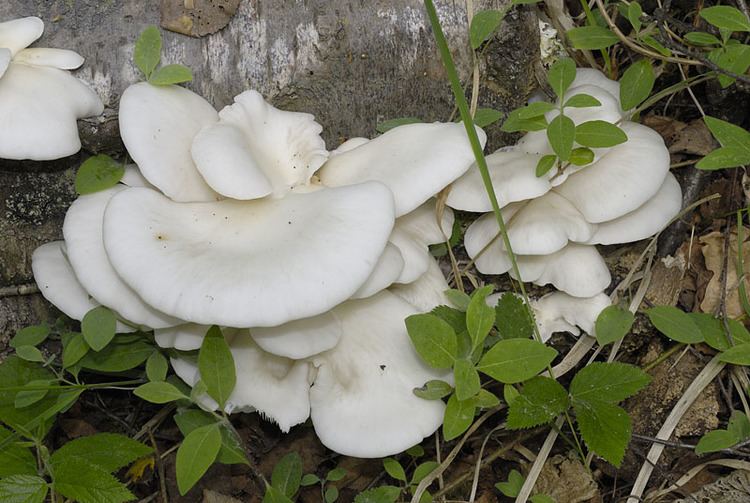 Pleurotus pulmonarius pulmonarius