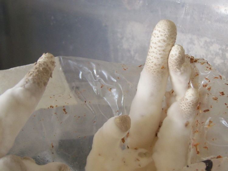 Pleurotus tuber-regium Pleurotus tuberregium cold sensitive Gourmet and Medicinal