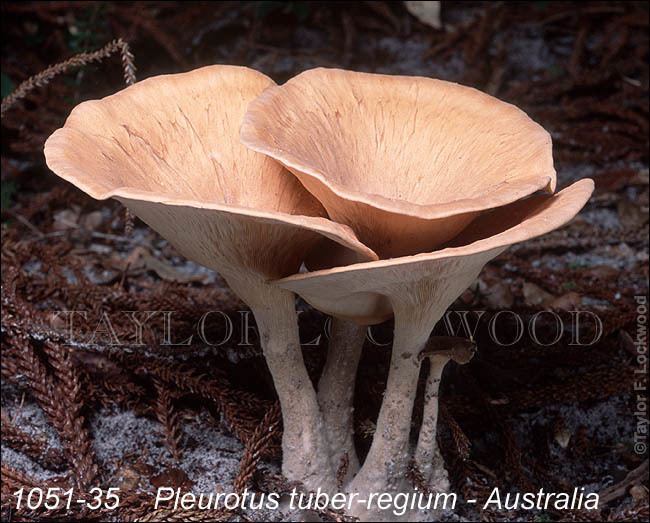 Pleurotus tuber-regium Pleurotus tuberregium Australia MushroomPro