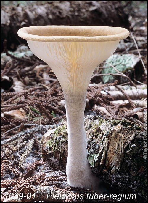 Pleurotus tuber-regium Pleurotus tuberregium MushroomPro