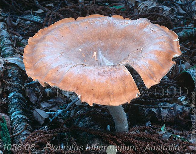 Pleurotus tuber-regium Pleurotus tuberregium Aust MushroomPro