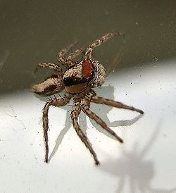 Plexippus (spider) httpsuploadwikimediaorgwikipediacommonsthu