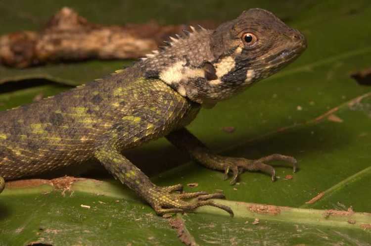 Plica (lizard) httpsuploadwikimediaorgwikipediacommons66
