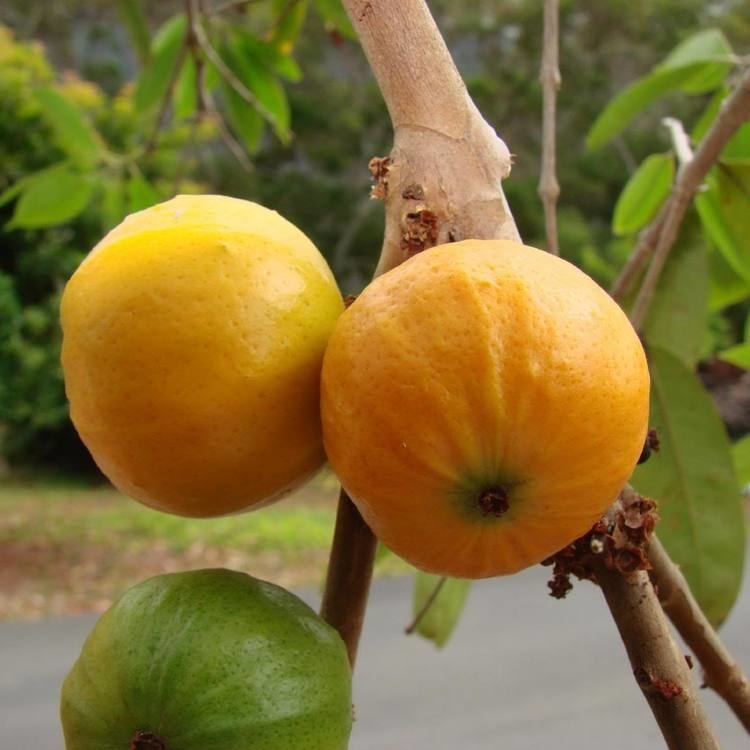 Plinia edulis CAMBUCA Plinia edulis Mango Papaya combo taste Rare Fruit Tree