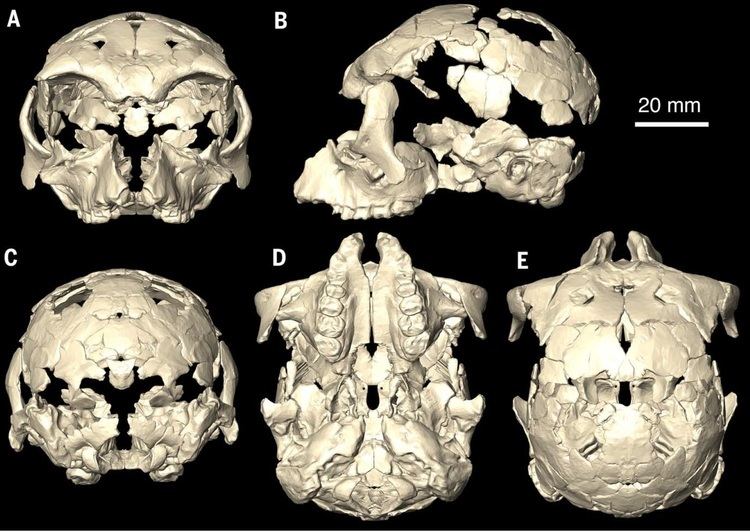 Pliobates Paleo Profile Catalonia39s Little Ape Phenomena Laelaps