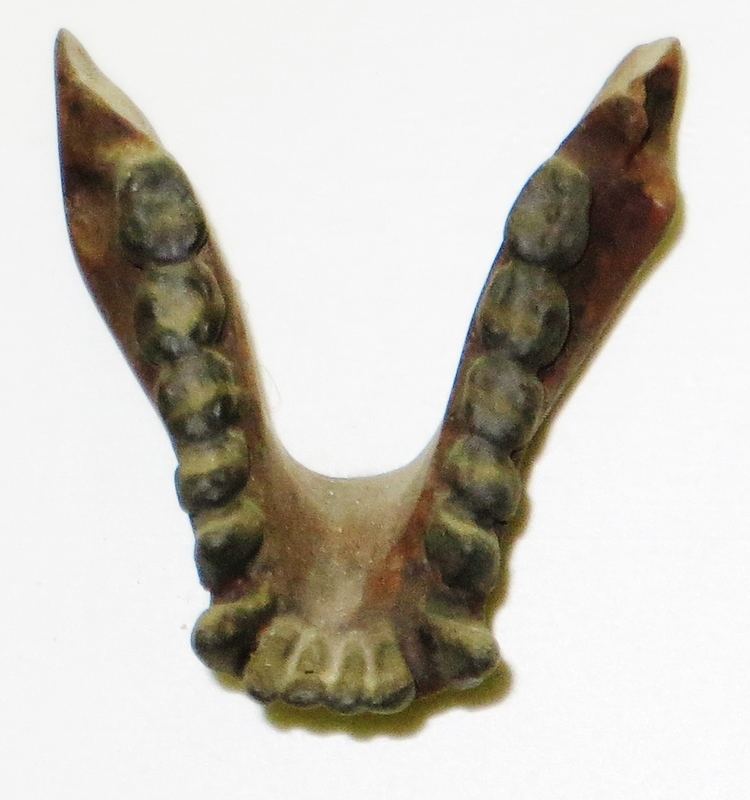 Pliopithecus FilePliopithecus antiquus mandibleJPG Wikimedia Commons