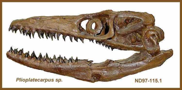 Plioplatecarpus A New Plioplatecarpus from North Dakota