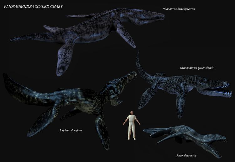 Pliosauroidea New Dinosaurs