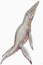 Pliosaurus httpsuploadwikimediaorgwikipediacommonsthu
