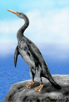 Plotopteridae httpsuploadwikimediaorgwikipediacommonsthu