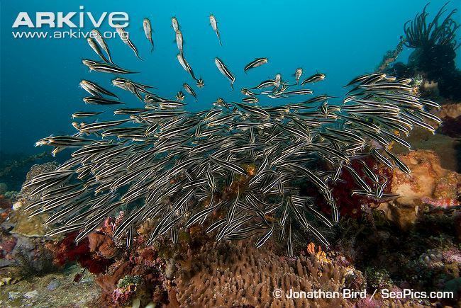Plotosus lineatus Striped catfish videos photos and facts Plotosus lineatus ARKive