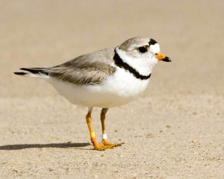 Plover Piping Plover Audubon Field Guide
