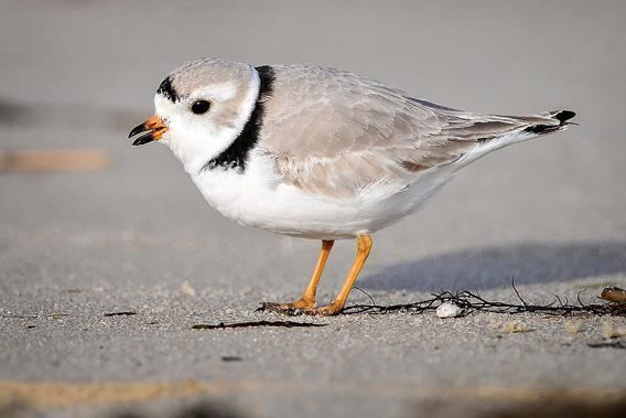 Plover Piping plovers and storm recovery Can the shorebird help us save