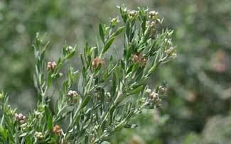 Pluchea sericea sericea Arrowweed Southwest Desert Flora