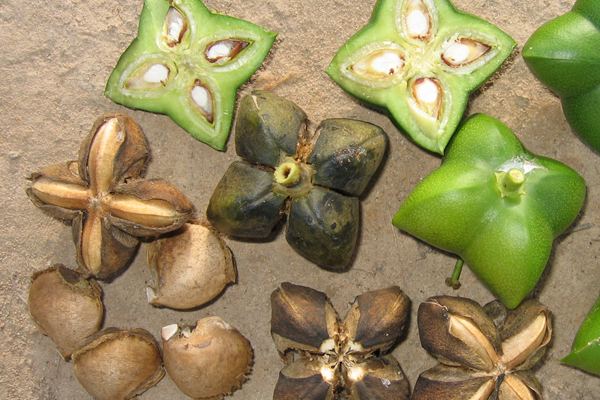 Semillas Plukenetia volubilis Fresco Germen 2018 D641 150 Seed Sacha Inchi Inca Cacahuetes