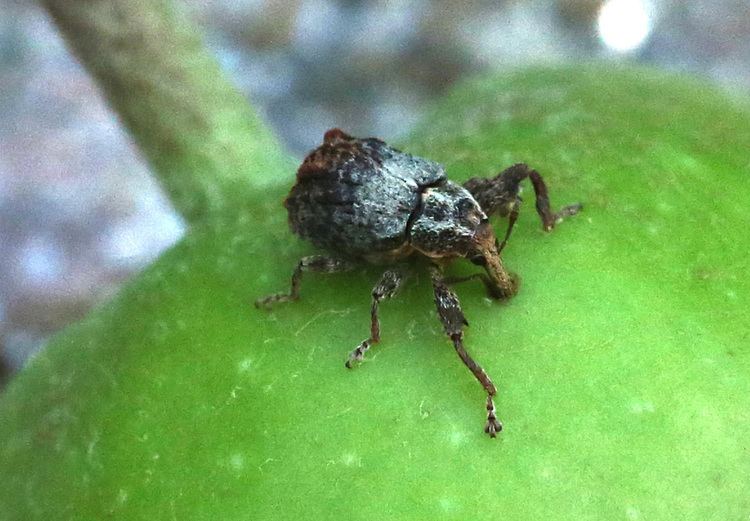 Plum curculio Protect your Apples from Plum Curculio Now Yard and Garden News