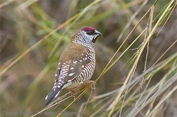 Plum-headed finch Plumheaded Finch Information Birdsville