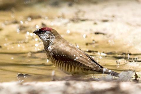 Plum-headed finch Plumheaded Finch Bushpea 413