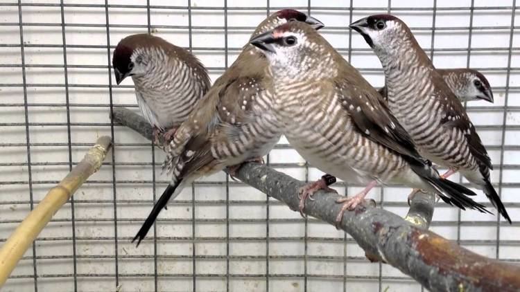 Plum-headed finch Plumheaded finches singing and peering YouTube