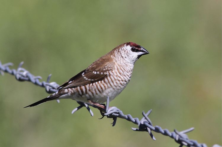 Plum-headed finch httpsstatic1squarespacecomstatic5200d939e4b