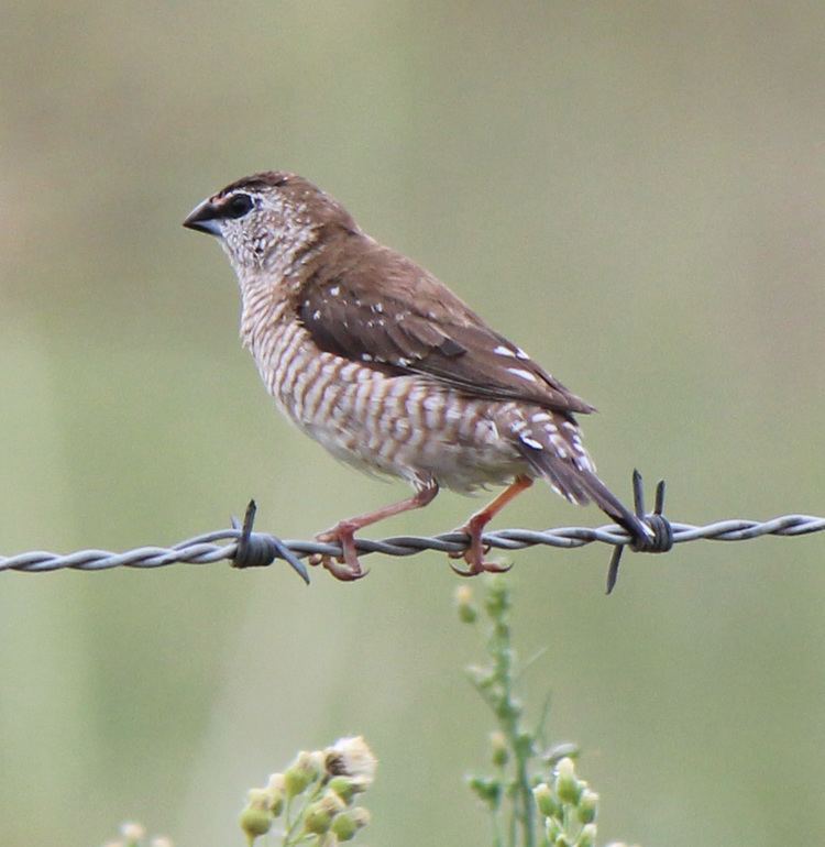 Plum-headed finch Plumheaded Finch Neochmia modesta