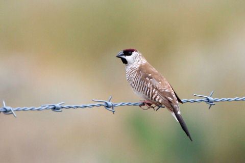 Plum-headed finch Plumheaded Finch Bushpea 513