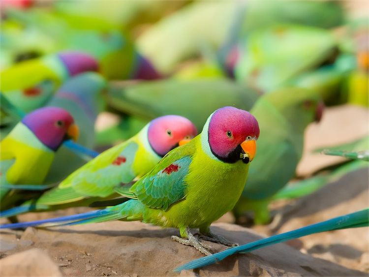 Plum-headed parakeet 1000 images about Psittacula Varieties on Pinterest Ring necked