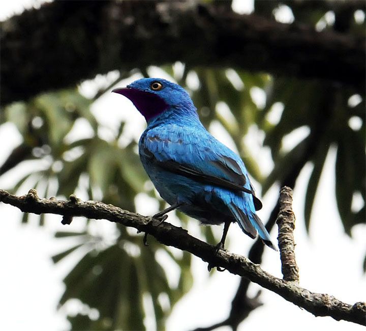 Plum throated cotinga - Alchetron, The Free Social Encyclopedia