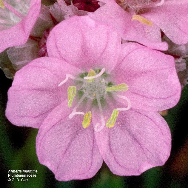 Plumbaginaceae Flowering Plant Families UH Botany
