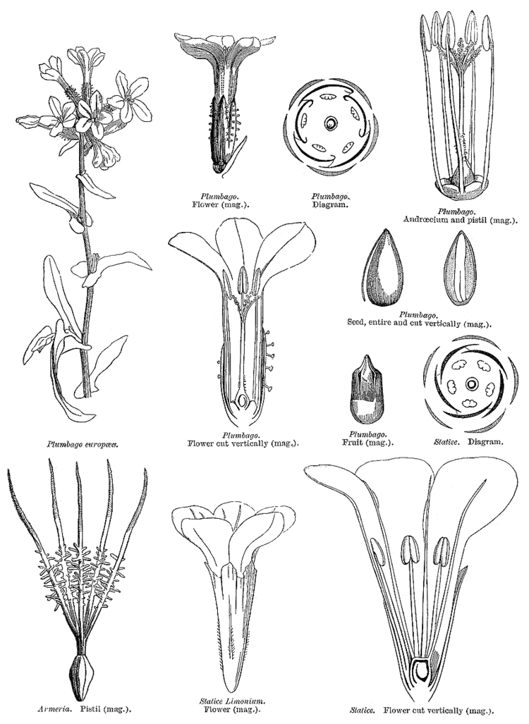 Plumbaginaceae Angiosperm families Plumbaginaceae Juss