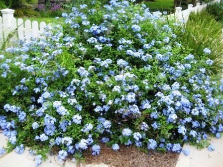 Plumbago Plumbago Plantinfo EVERYTHING and ANYTHING about plants in SA