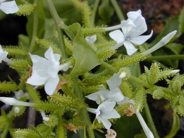 Plumbago zeylanica White leadwort abortifacient herb herb inducing abortion Plumbago