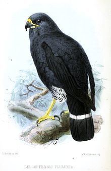 Plumbeous hawk httpsuploadwikimediaorgwikipediacommonsthu