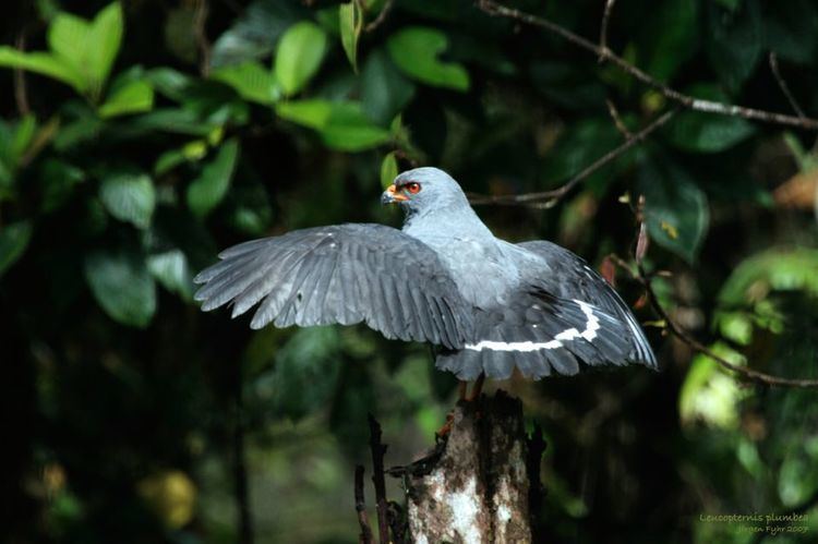 Plumbeous hawk Neotropical birds