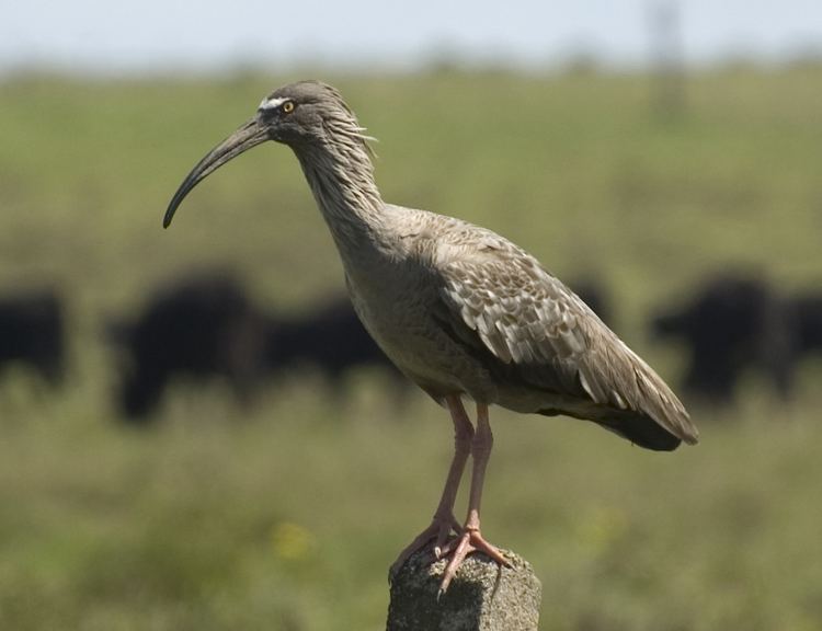 Plumbeous ibis Plumbeous ibis Wikipedia