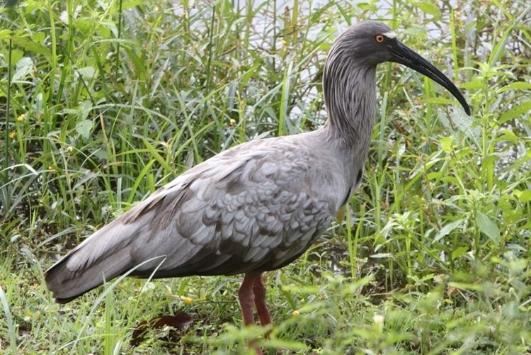 Plumbeous ibis IMG9078 plumbeous ibisjpg